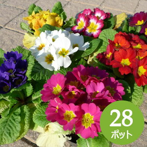 m1111甭\nv WA |ATn ~ ԕc 28 Zbg(3 3 9cm|bg) J[ ~bNX P[X̔@~̉Ԓd s꒼ 28@ԐF܂ S TN\E 