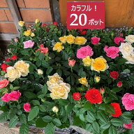 ミニバラ 苗 20個 セット 3寸(3号 9cmポット) 花苗 鉢 鉢植え カラーミックス ノベルティ ギフト 記念品 …