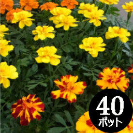 楽天市場 マリーゴールド 種類 植物 パンジー 花の苗物 苗物 ガーデニング 農業 花 ガーデン Diyの通販