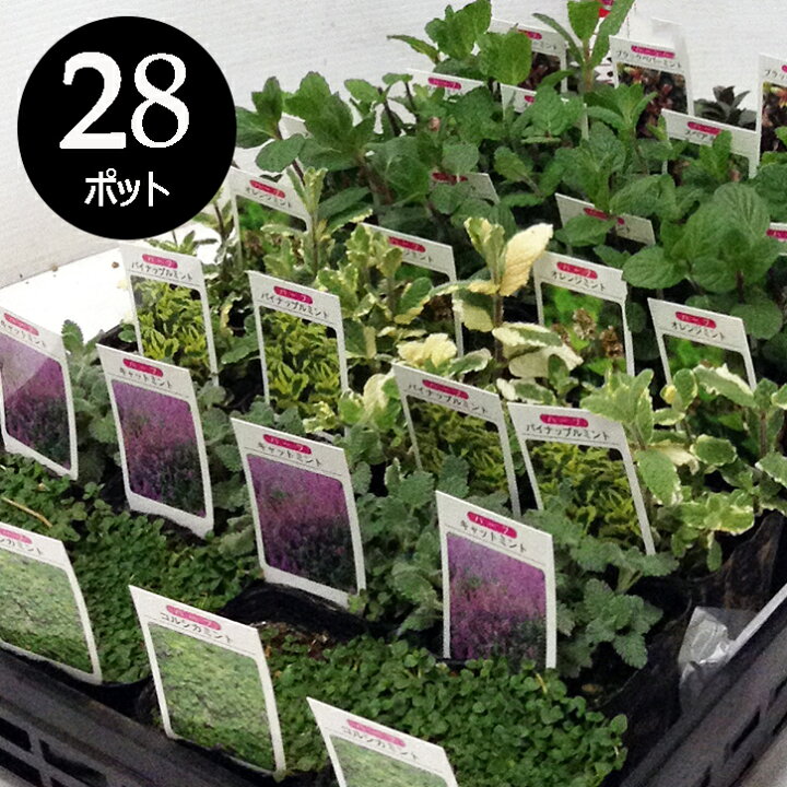 グロッソ ラベンダー セット ハーブ 3号 多年草グランドカバー 常緑 暑さ寒さに強い 10個 生産者直送 苗 9cmポット