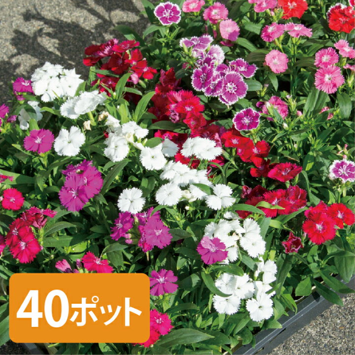 楽天市場 なでしこ テルスター 花苗 40個 セット 3寸 3号 9cmポット カラー ミックス 撫子 ナデシコ ケース販売 秋の花壇 秋の花 40株 市場直送 花壇 鉢植え 冬の花 撫子 お色おまかせ お任せ 学校 幼稚園 会社の花壇に 寄せ植え 大量 敬老の日ギフト対応 ソラニワ