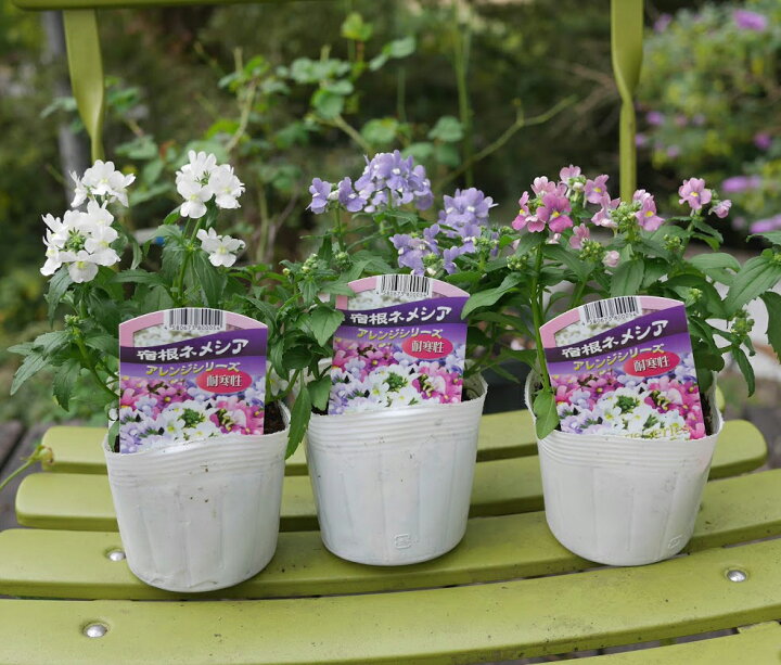 最安値に挑戦 宿根ネメシア 花苗 24個 セット ネメシア 3 5寸 3 5号 10 5cmポット ケース販売 冬の花壇 送料無料 市場直送 24株 カラーミックス 色はお任せ おまかせ 草花 色鮮やか 寄せ植え ハンギング 大量 Iskisita Com Br