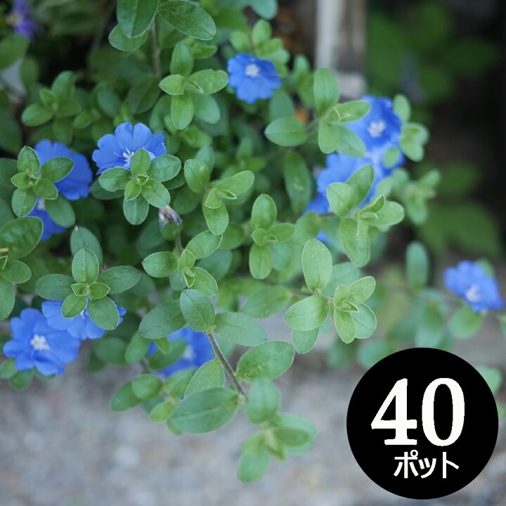 楽天市場 花苗 アメリカンブルー 40個 セット 3寸 3号 9cm ケース販売 グランドカバー さわやかなブルーの花が夏のお庭を涼しげに彩ります まとめ買い 母の日 ギフト ソラニワ