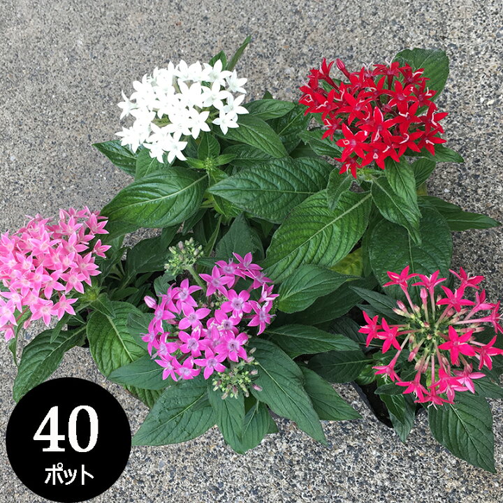 楽天市場 夏の花苗 ペンタス カラーミックス 40個 セット クササンタンカ ケース販売 夏花壇 暑さに強い まとめ買い 母の日 母の日ギフト 当日着 母の日お届け ソラニワ