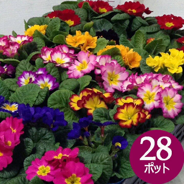 楽天市場 プリムラ ジュリアン 冬 花苗 28個 セット 3寸 3号 9cmポット カラー ミックス ケース販売 冬の花壇 市場直送 28株 花色おまかせ 初心者 ガーデニング サクラソウ科 春まで咲く お得なまとめ買い 草丈低め 寄せ植え ハンギング 大量 ソラニワ