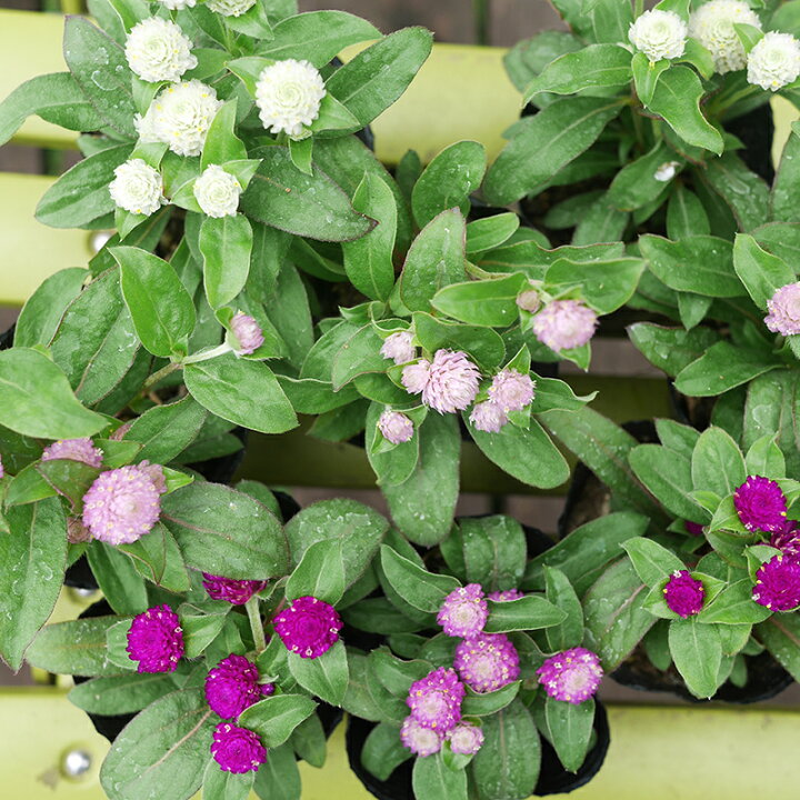 楽天市場】千日紅 カラーミックス 40個 セット (3号 9cmポット) 矮性  