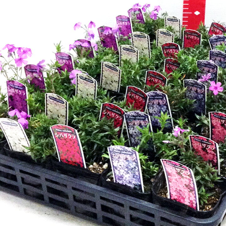 楽天市場】花苗 芝桜 開花見込株 シバザクラ 華やかカラーミックス 40 