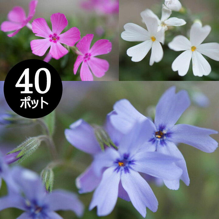 楽天市場】花苗 芝桜 開花見込株 シバザクラ 華やかカラーミックス 40 