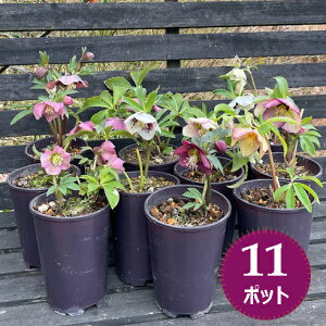 NX}X[Y JԌ c 11Zbg 4 [h N 12cmx15cm|bg VO/_umHn