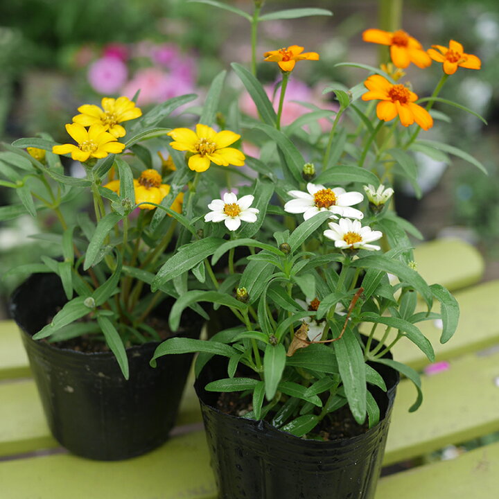 楽天市場 花苗 ジニア リネアリス 百日草 カラーミックス 40個 セット ケース販売 まとめ買い ソラニワ