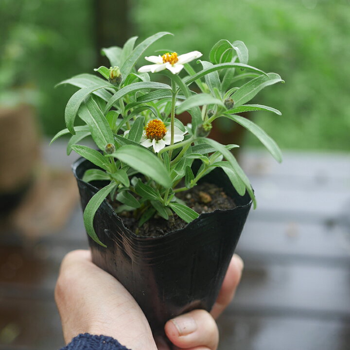 楽天市場 花苗 ジニア リネアリス 百日草 カラーミックス 40個 セット ケース販売 まとめ買い ソラニワ