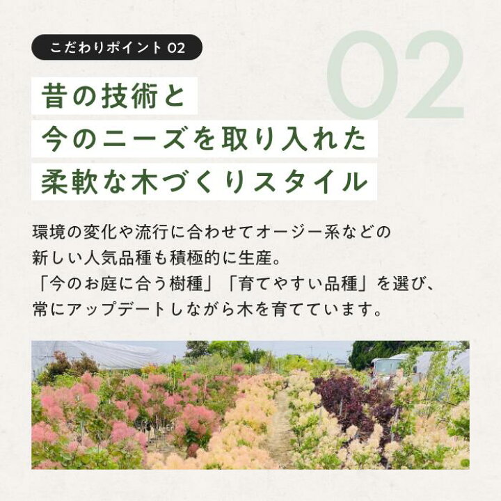 楽天市場】グレビレア・ロンギスティーラ エレガンス 7号 3-4年生苗 