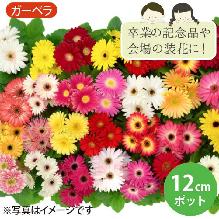 楽天市場】ガーベラ 花苗 11個 セット(4寸 4号 12cmポット) 卒業式 卒 ガーベラ花苗
