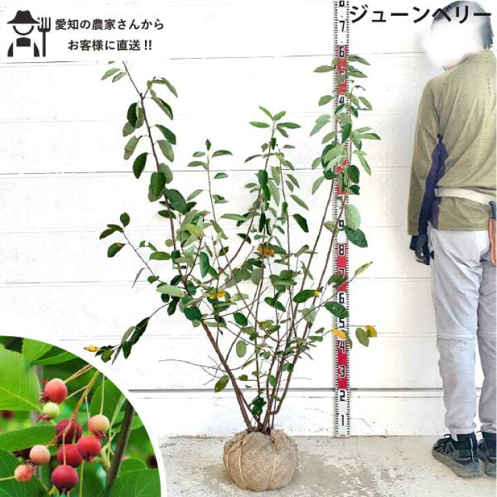 植栽 ジューンベリー 単木 庭木ジューンベリーの通販 の価格比較ならビカム