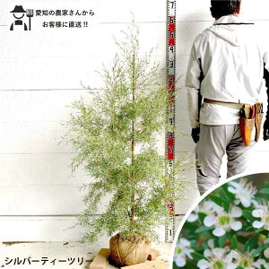 Vo[@eB[c[ @vgXy}@c1.4m@@A؁@؁@c؁@V{c[@tgȁ@lC@Β؃I[W[vc@hCK[f@V