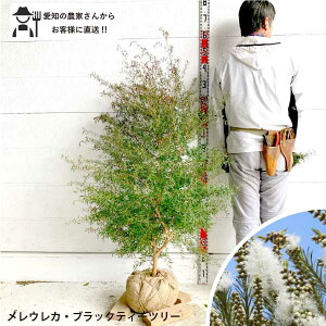 EJ ubN eB[c[@c1.4m@@A؁@؁@c؁@V{c[@tgȁ@lC@Β؃I[W[vc@hCK[f@Vo[[t