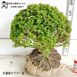 mYҒnvăccW@a40cm@ʎdā@ @؁@c؁@V{c[@ A@lC@Β؁mtokina@_