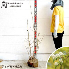 ［生産者直送］アオダモ 根巻き苗　樹高約1.4-1.6m　送料無料庭木　苗木　シンボルツリー　落葉樹［t］