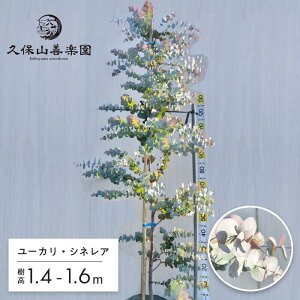 植木 ポポラス」の人気商品一覧・価格比較 - 価格.com