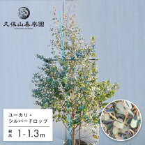 楽天市場】銀ポプラ苗の通販
