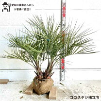 楽天市場】ヤシ の 木 寒さ に 強いの通販