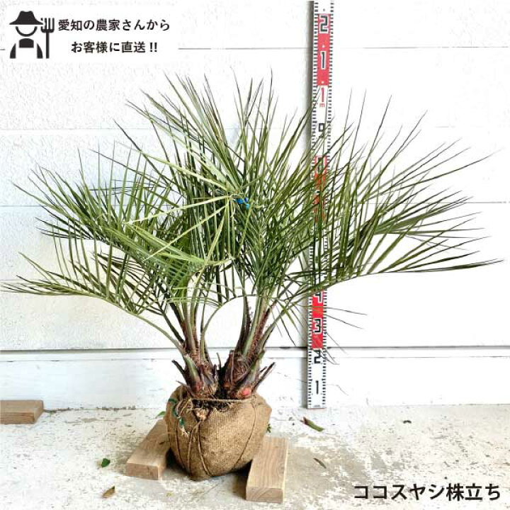 楽天市場】［生産者直送］ココスヤシ 株立ち（小） 樹高約60cm 耐寒性 