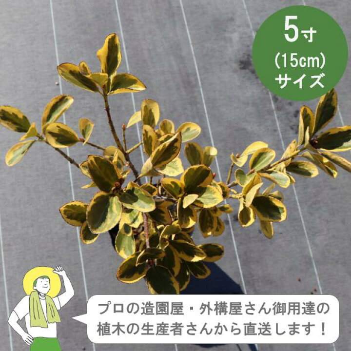 楽天市場】［生産者直送］キンマサキ 樹高約40cm 15cmポット マサキ 