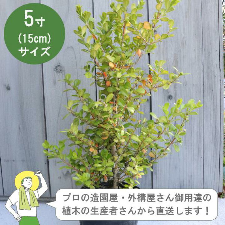 楽天市場】［生産者直送］ボックスウッド 西洋ツゲ 樹高約30cm 15cm 