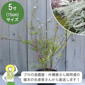 ［生産者直送］ユキヤナギ 樹高約30cm 15cmポット シモツケ　雪柳　植木　落葉低木 植栽　［IO］