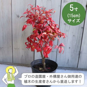 �m���Y�Ғ����n�I�^�t�N�i���e�� ��΁@��� ���� ��25cm 15cm�|�b�g �_���@�����_�@�A�́mIO�n