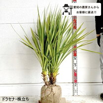 楽天市場】ニオイシュロラン 苗木の通販