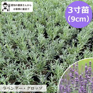 グロッソ ラベンダー 苗 3号 20個 セット ハーブ 常緑 多年草 グランドカバー 生産者直送 暑さ寒さに強い…