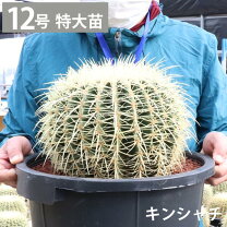 楽天市場】サボテン 金鯱（サイズ（植木鉢）10 ～ 12号）（花・観葉 