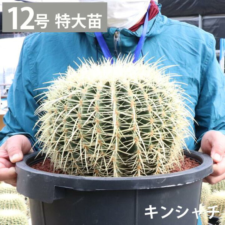 楽天市場】キンシャチ 金シャチ 金鯱 サボテン 12号鉢 1鉢 大型 