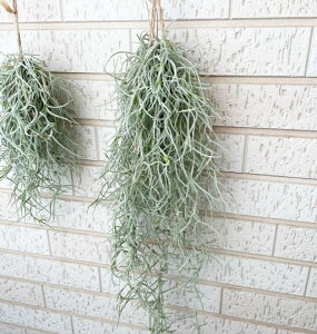 EXlICfX 3-5Zbg 40/50/60cm 3TCY Sǂł `WA GAvc XpjbVX Vo[[t ݂艺 [H]