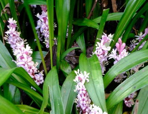 L`WE\E gˑ 10`40 Zbg (3.5 10.5cm|bg) g A VF[hK[f [eiX  NOhJo[   ܂Ƃߔ O\   Av[`GNXe