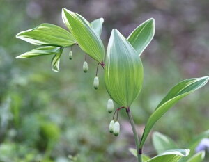 A}hR c tCA}hR 10`40 Zbg (3.5 10.5cm|bg) OhJo[ N hR쑐 VF[hK[f mtaken