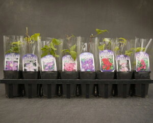 N}`X 2.5 40Zbg Iׂ2̃^Cvh N mHn