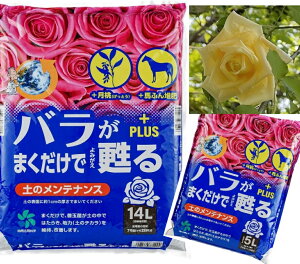 o܂SvX 5L 14L KN y JjkEEL@͔z Pʔ [RpȊw] 000229b