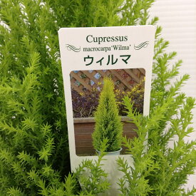 楽天市場 ゴールドクレスト ウィルマの通販