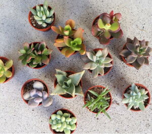 S҂̕ɃIXXI_꒼IA 1 (1 3cm|bg) 10`40Zbg  ~j  c 񂹐A  A i A\[g ܂  ܂Ƃߔ A   