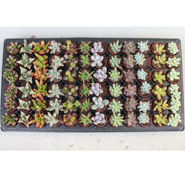 楽天市場】多肉植物 1寸 (1号 3cmポット) ケース売り 72個～216個 