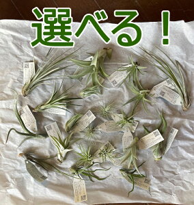 GAvc `WA ܂Iׂi ~bNXZbgS/M/L/LL TCY 10`30Zbg ASǂł mxeB Mtg ʌς芽} [H]