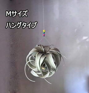 LZOtBJ ݂^ u^ 3TCY 2-4Zbg`WA A GAvc̉lSǂł nMO ݂艺 [H]