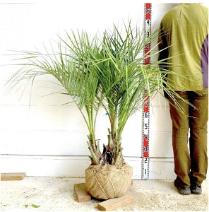 ���劔�I �R�R�X���V ���V�̖� 3�{���� ��1.3m �������c �ϊ��� �썑�K�[�f�� �������� ��� �c�� �V���{���c���[�@ �l�C ��Β�� ���V �G�L�]�`�b�N ��Ύ��mt�n