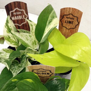 ポトス 種の人気商品 通販 価格比較 価格 Com