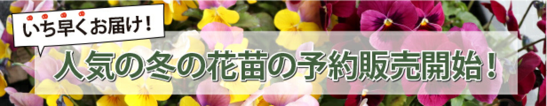 秋冬の花苗
