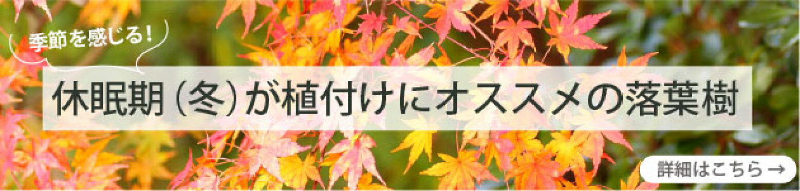 落葉樹は今が植え時！