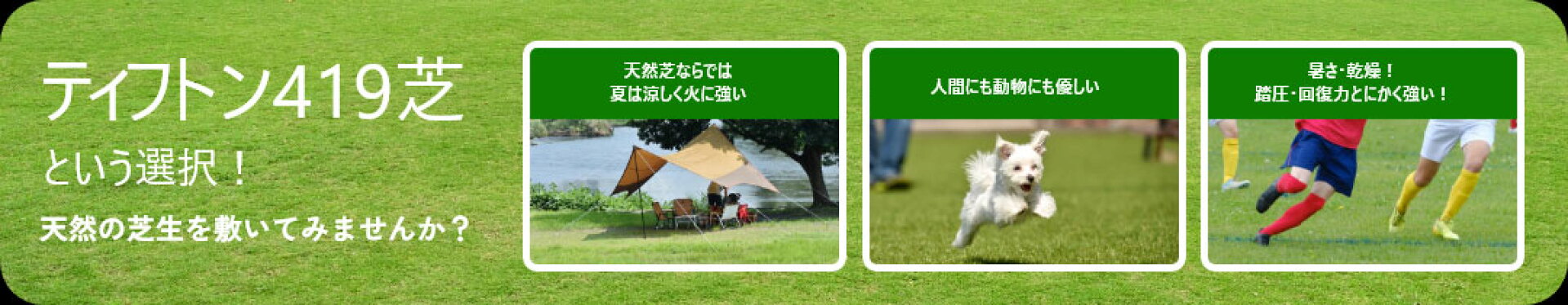 ティフトン芝