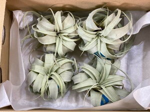 LZOtBJ GAvc̉l 3TCY 2-4ZbgSǂł `WA nMO ݂艺 [H]